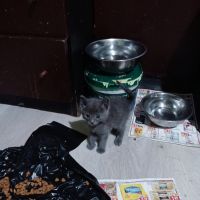 котенца от Варна търсят любящи стопани , снимка 10 - Други - 45627375