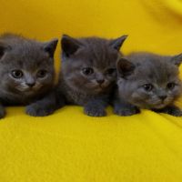 Британски котенца, синьо - сиви !, снимка 12 - Британска късокосместа - 46052407