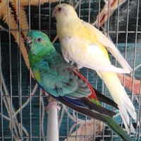 Пойни папагали - Мъжко и Женско - Поен папагал , снимка 1 - Папагали - 45858052
