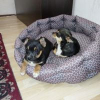 Продавам малко женско куче, снимка 7 - Чихуахуа - 45399678