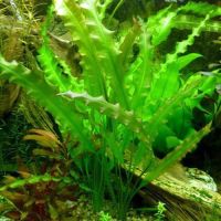 Аквариумни растения, снимка 3 - Оборудване за аквариуми - 45496117
