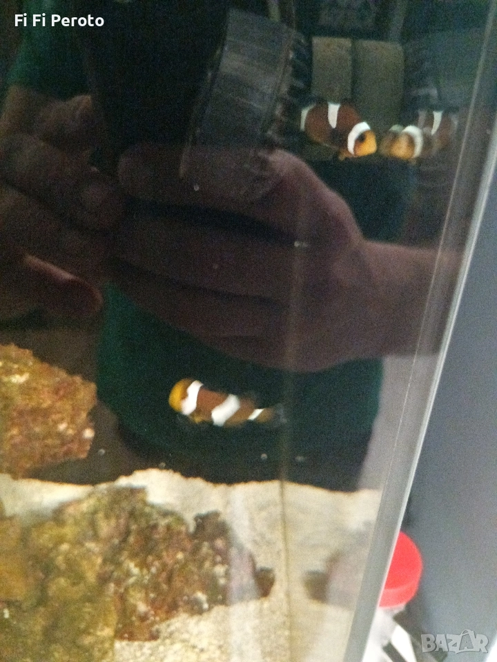 Риби клоуни , снимка 1