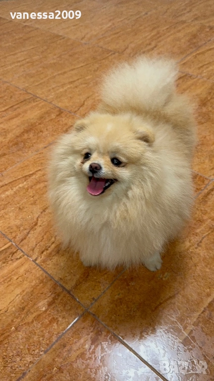 Померани , снимка 1