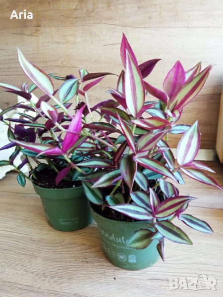 Традесканция (Tradescantia Zebrina), снимка 1