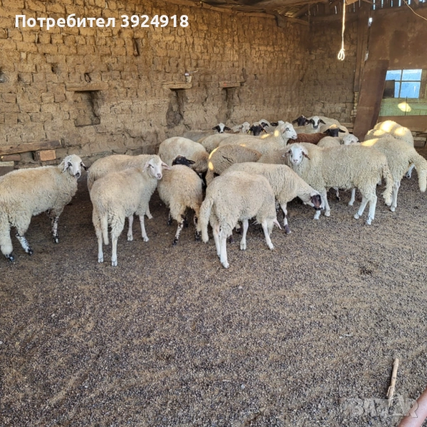 Продавам Агнета 38кг нагоре , снимка 1