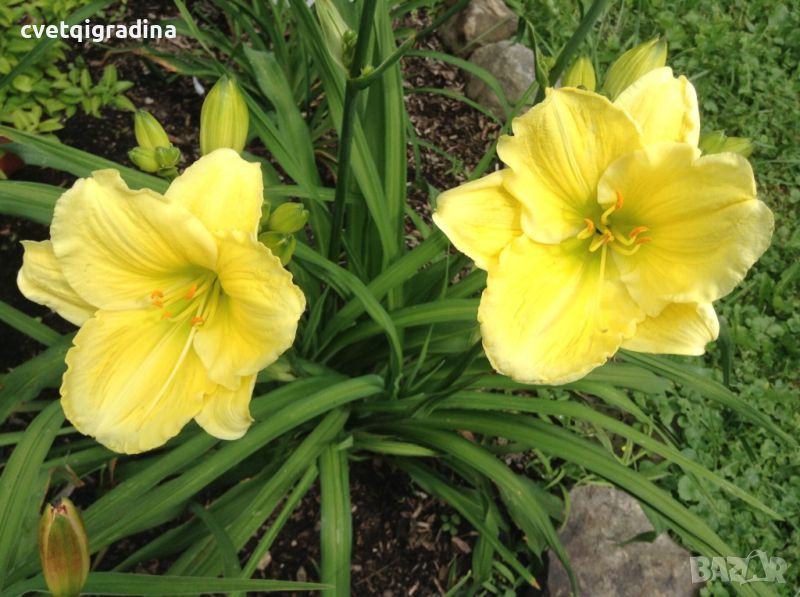 Hemerocallis Big Time Happy(Хемерокалис Голямо щастие), снимка 1