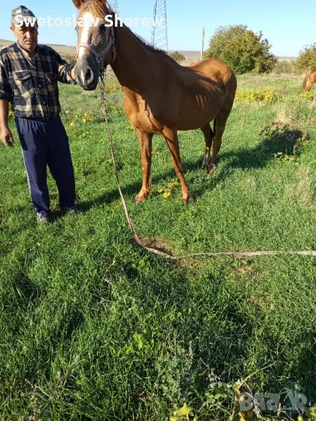 prodavase kobila 1600lv oblas varna , снимка 1