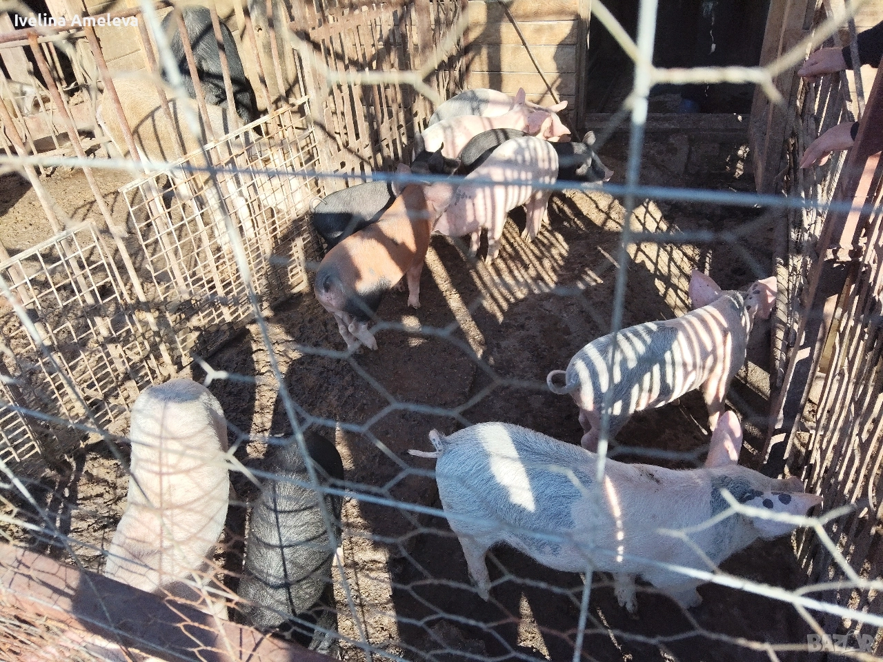 прасенца, снимка 1