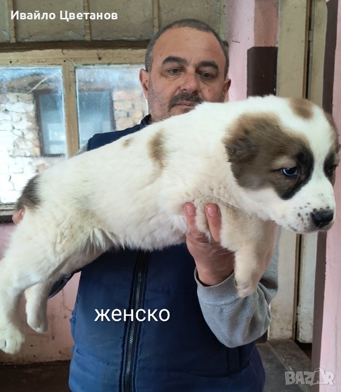 Алабай, снимка 1