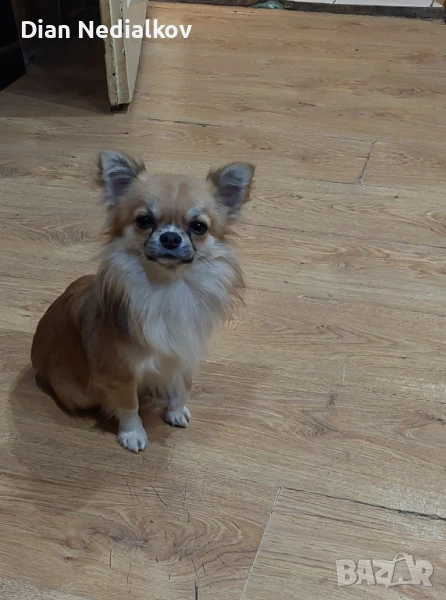 Чихуахуа родословни, снимка 1