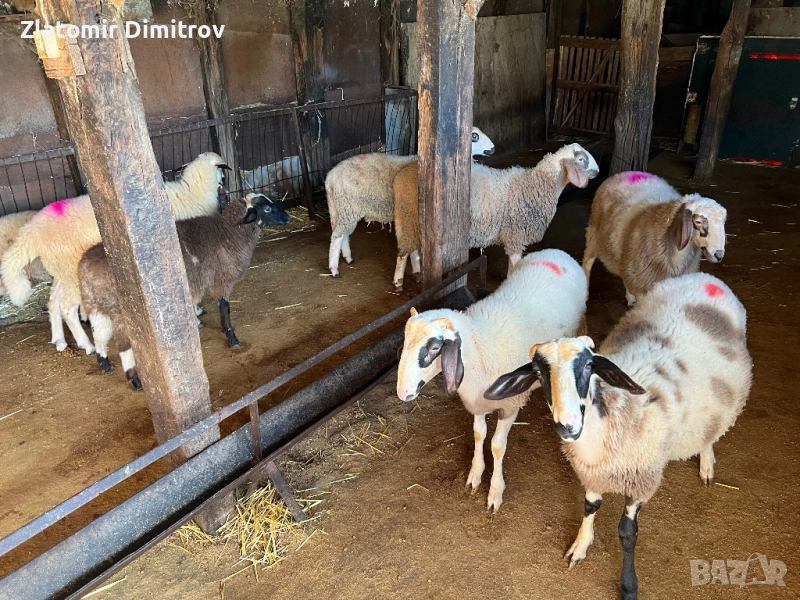 Продавам агнета(шилета), снимка 1