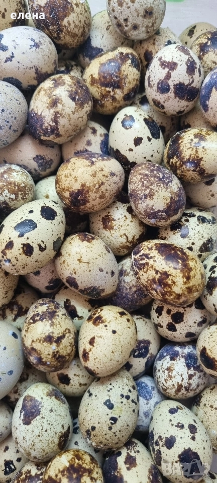 продавам пъдпъдъчи яйца, снимка 1