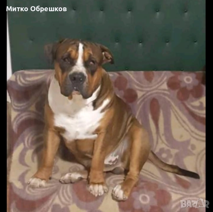 Подарявам американски булдог, снимка 1