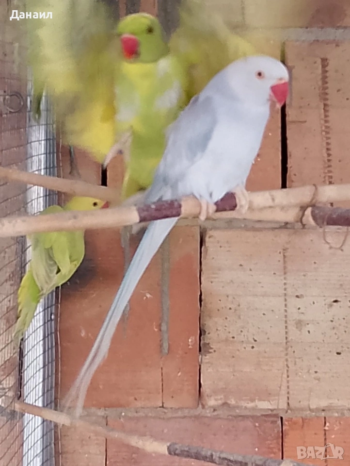 Малък Александър -женска , снимка 1