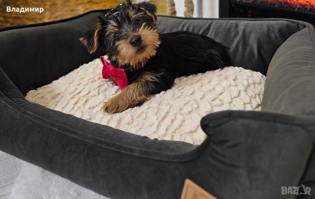 Йорки, снимка 1