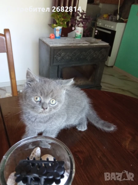 чистокръвни британчета, снимка 1