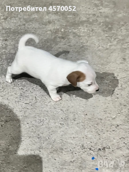 Джак Ръсел териер/Jack Russell terrier, снимка 1