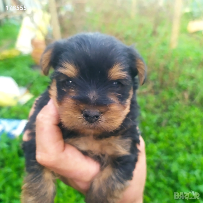Мини  йоркширски териер!!, снимка 1