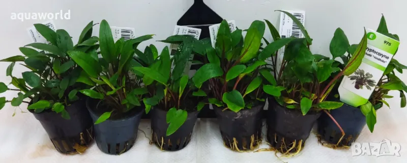 "ПРОМОЦИЯ" Криптокорина /Cryptocoryne beckettii Viridifolia/, снимка 1