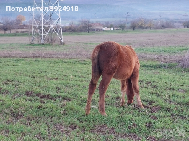 Продавам Конче на 8 месеца , снимка 7 - Коне - 52810797