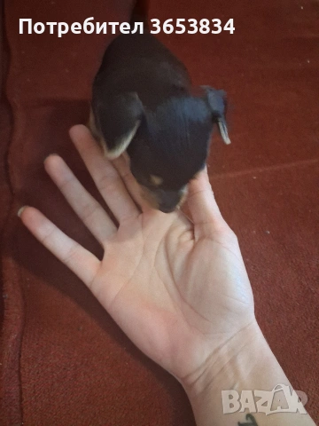 свободни мини пинчери за нови семейства, снимка 2 - Изгубени/намерени - 53766970