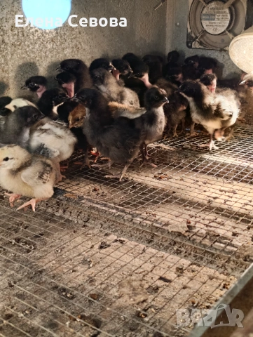 яйца за люпене от Съсекс и голошийки и качулати , снимка 7 - Кокошки и пуйки - 53723134