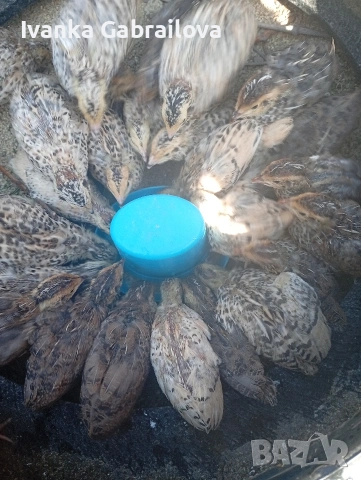 патпадъчета 