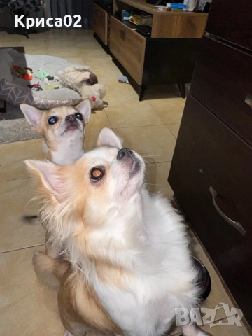 Търси партньор, снимка 6 - Чихуахуа - 52826527