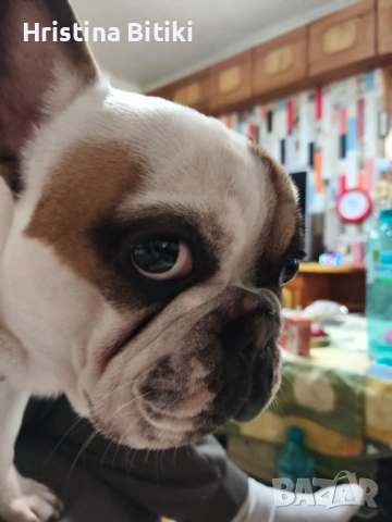 Продавам френски булдог мъжки, снимка 2 - Френски булдог - 54224947