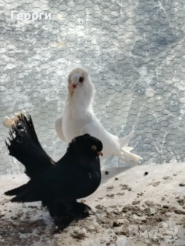 Продавам капуцини, снимка 5 - Гълъби - 53149817