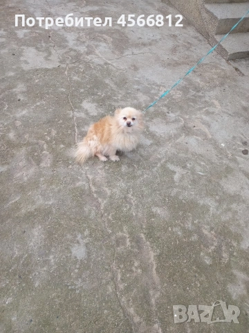 Немски шпиц , снимка 8 - Немски шпиц - 51460822