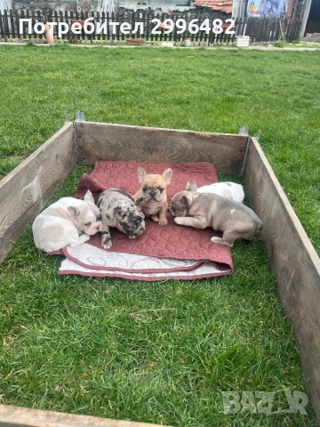 Френски булдог, снимка 5 - Френски булдог - 53657335