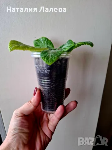 Еписция, episcia my precious, снимка 3 - Стайни растения - 49503888