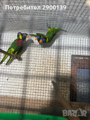 2 Лори може бартер, снимка 5 - Папагали - 54257978