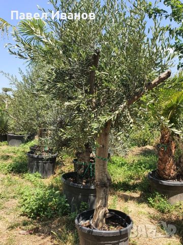 Маслиново дърво за перфектният декор на вашата градина!!!, снимка 13 - Градински цветя и растения - 46413845