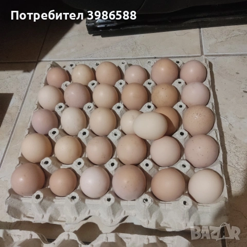 Яйца от щастливи кокошки., снимка 2 - Кокошки и пуйки - 54262163