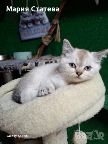 Британска късокосместа 