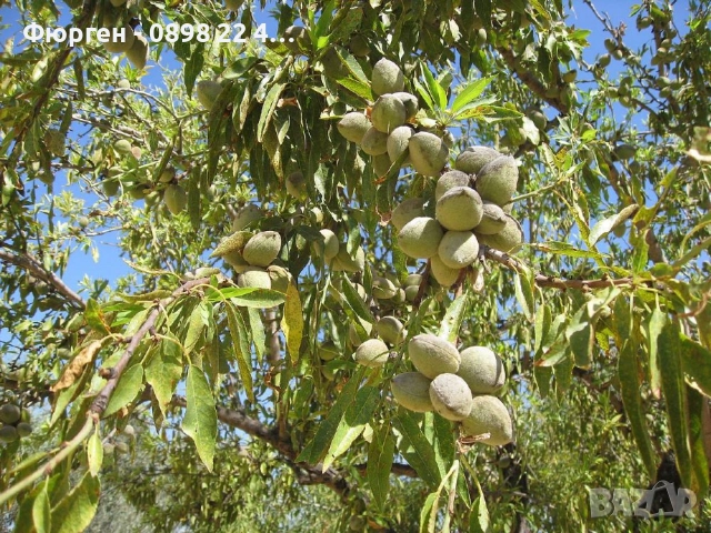 Бадем - Фиданки Студоустойчив, снимка 6 - Разсади - 52715437