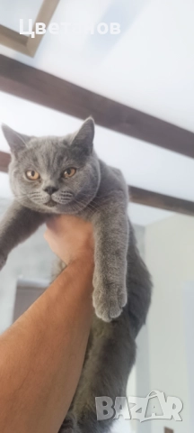 Британска късокосместа