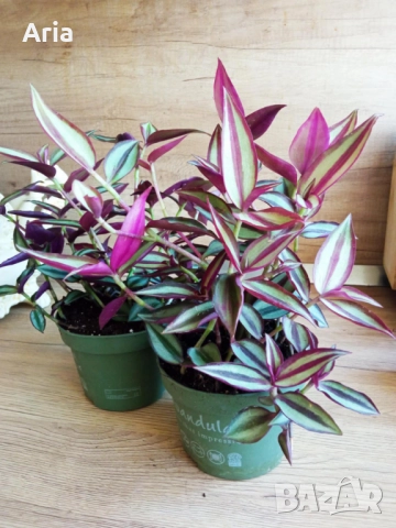 Традесканция (Tradescantia Zebrina)