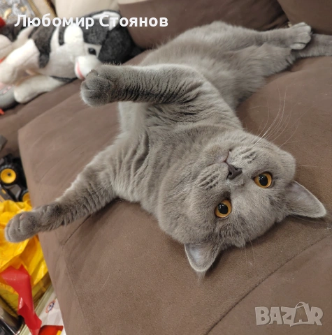 Британец за разплод 