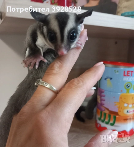 Захарни катерички , снимка 3 - Други - 54079710