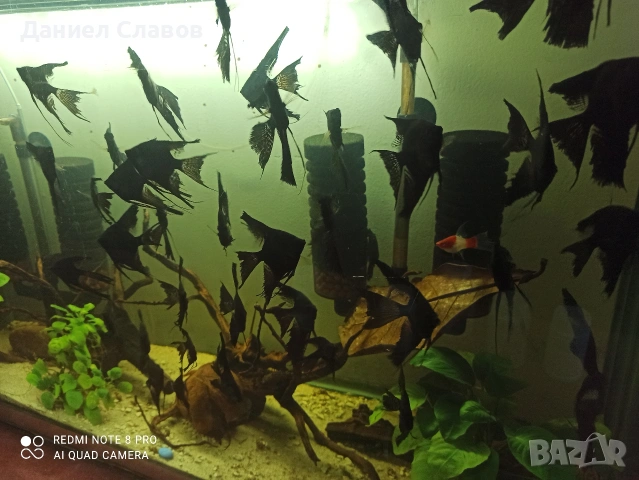 ЧЕРНИ ШЛАЕРНИ СКАЛАРИИ , снимка 3 - Рибки - 51534069