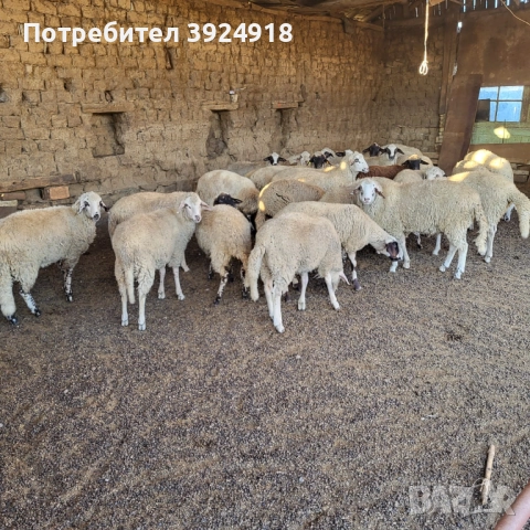 Продавам Агнета 38кг нагоре 