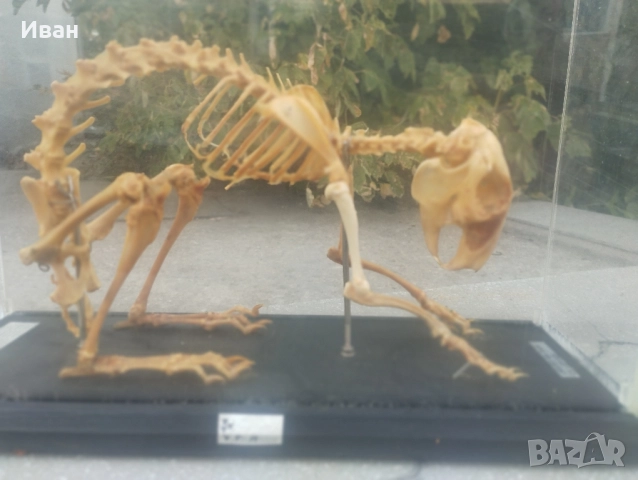 Соц Скелет на заек , снимка 8 - Колекции - 51686534