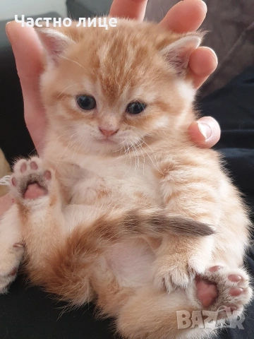 Шотландчета златна чинчила, снимка 4 - Чинчили - 53759249