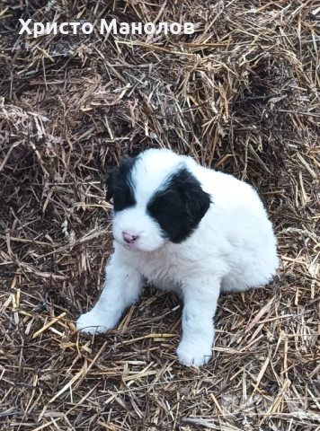 Каракачанско овчарско куче, снимка 15 - Каракачанска овчарка - 53652411