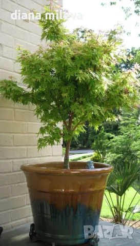 Японски клен, Acer Palmatum 'Beni Kawa' / Coral Barl Maple, снимка 6 - Градински цветя и растения - 46212786