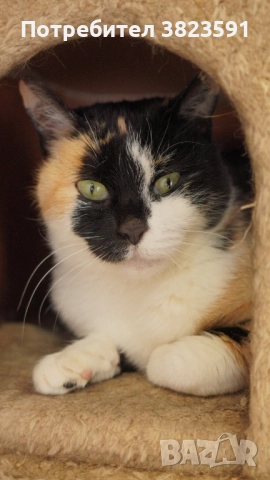 Търсим дом на женско котенце с направени ваксини, паспорт и изследвания, снимка 18 - Други - 52398990