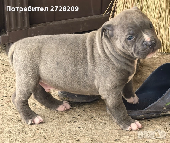 Американско Були Хл/American Bully XL , снимка 5 - Питбул - 53262294